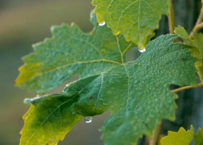 Bidaous Hébergement de vacances